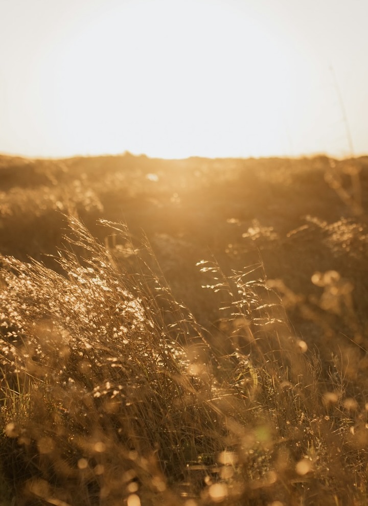 Photo by Hayden Scott on Unsplash at https://unsplash.com/photos/field-during-golden-hour-43NH8q0QNMo?utm_content=creditCopyText&utm_medium=referral&utm_source=unsplash Photo of a field