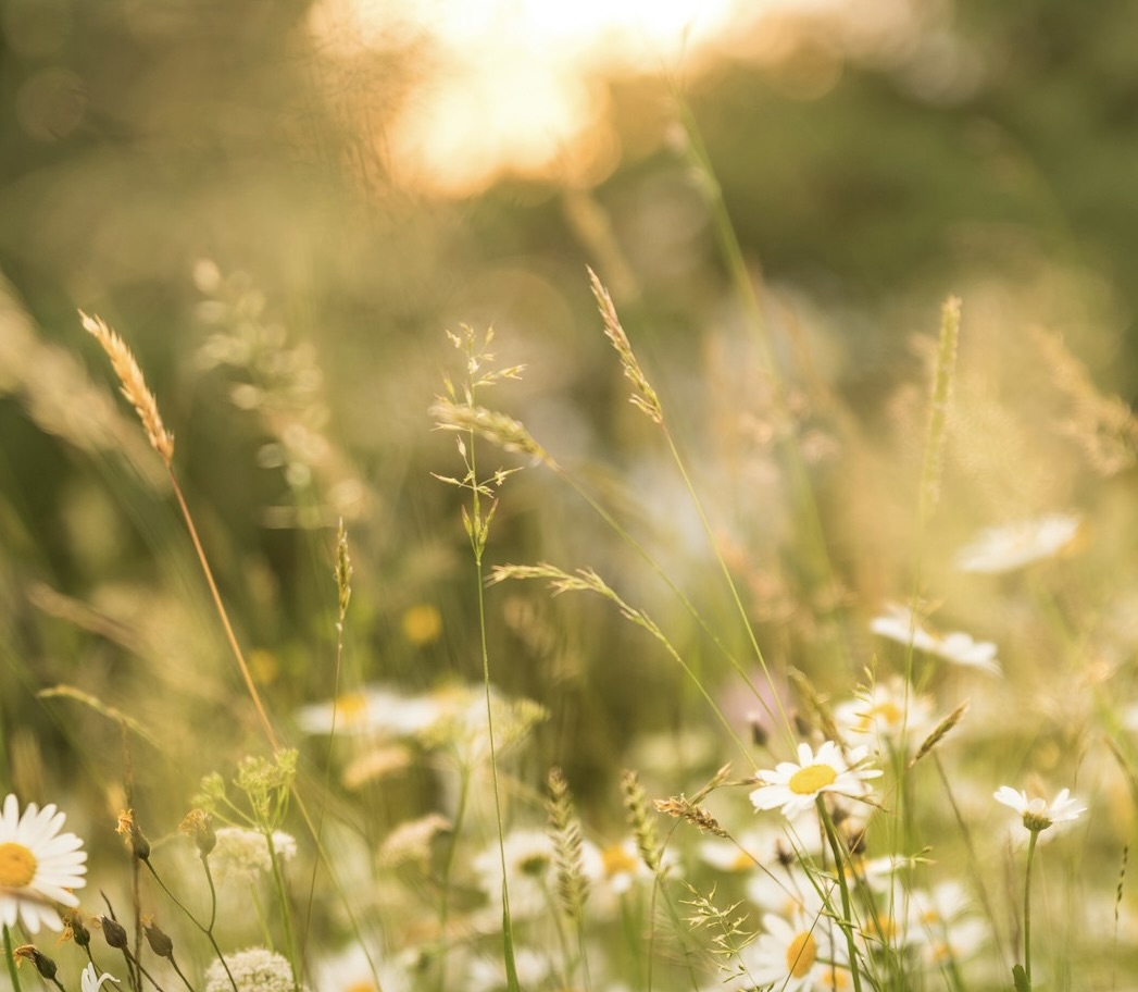 Photo by Andreas Kretschmer on Unsplash at https://unsplash.com/photos/white-flowers-in-tilt-shift-lens-zUytXs3fusw?utm_content=creditCopyText&utm_medium=referral&utm_source=unsplash Photo of a field of flowers
